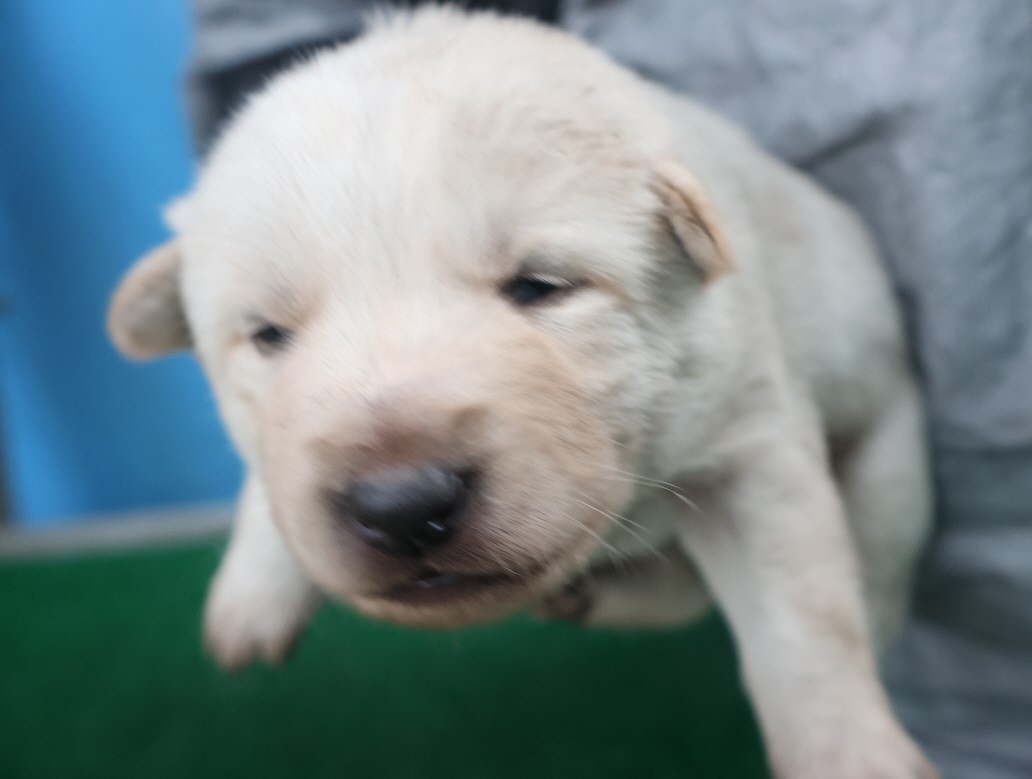 제주 동물보호센터_450650202403733